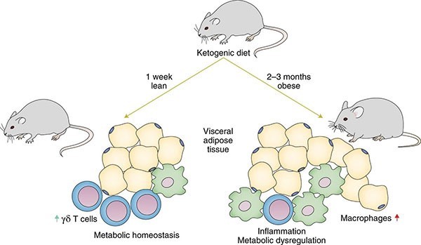 Mice who stuffed themselves on a long-term keto diet reversed its good effects