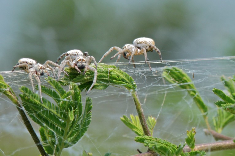 Investigating Community Food Webs: The Ecological Importance of Spiders -  Science Friday