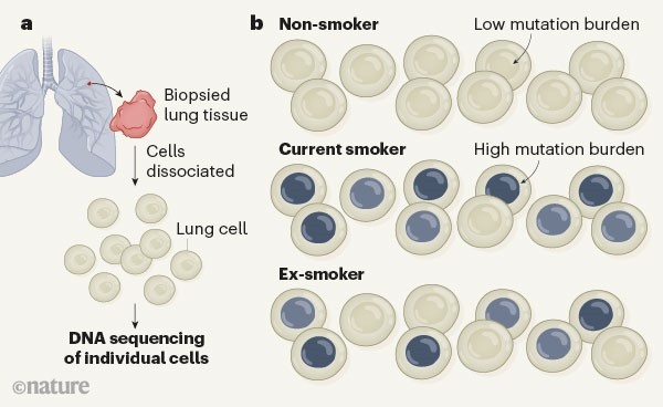 Graphic showing mutation burdens in lung cells