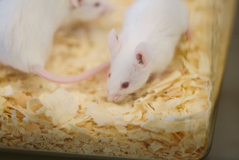 Research mice
