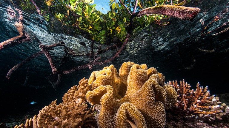 Split image of mangroves and soft coral.