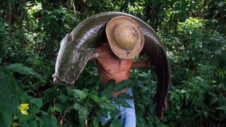 A fisherman carries a large Pirarucu (Arapaima gigas) on his back.