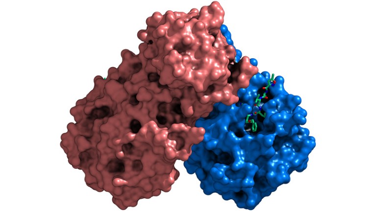 The crystal structure of COVID-19 virus Mpro.