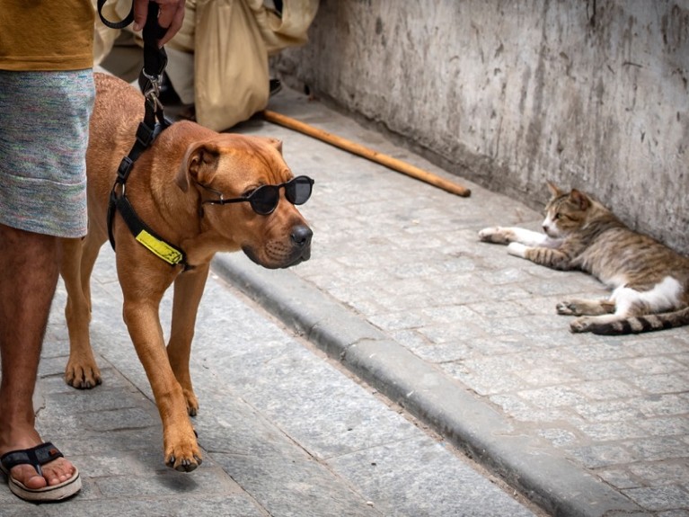 A dog held on a leash and wearing sunglasses, stares at a cat as it takes a walk along a street in the Moroccan capital Rabat.