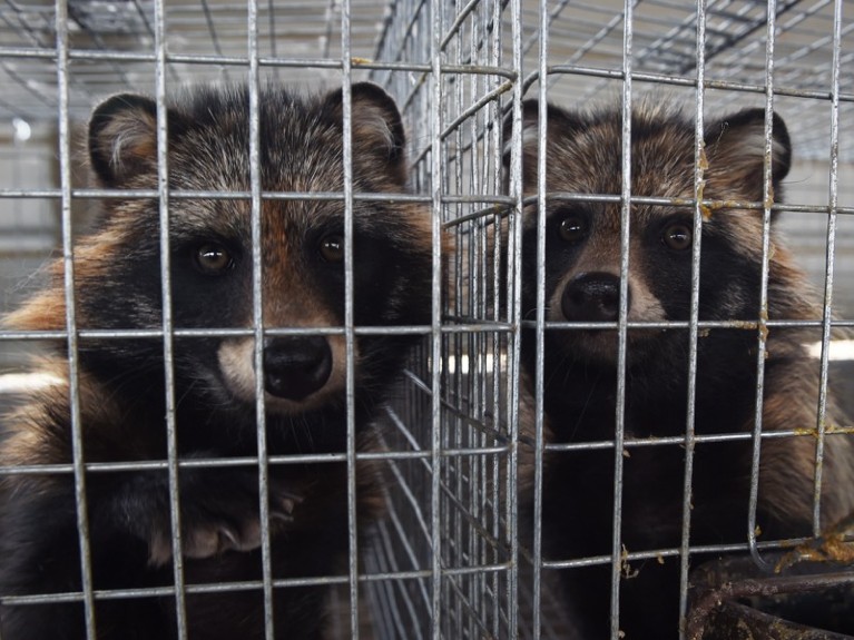 Racoon-dogs in their cages at a farm which breeds animals for fur in Zhangjiakou, in China's Hebei province.