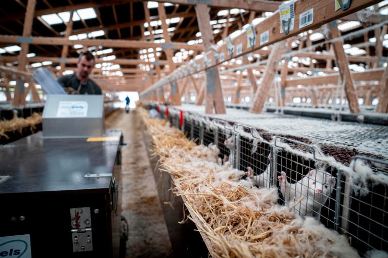 A farm worker moves along a large row of cages collecting mink to be culled