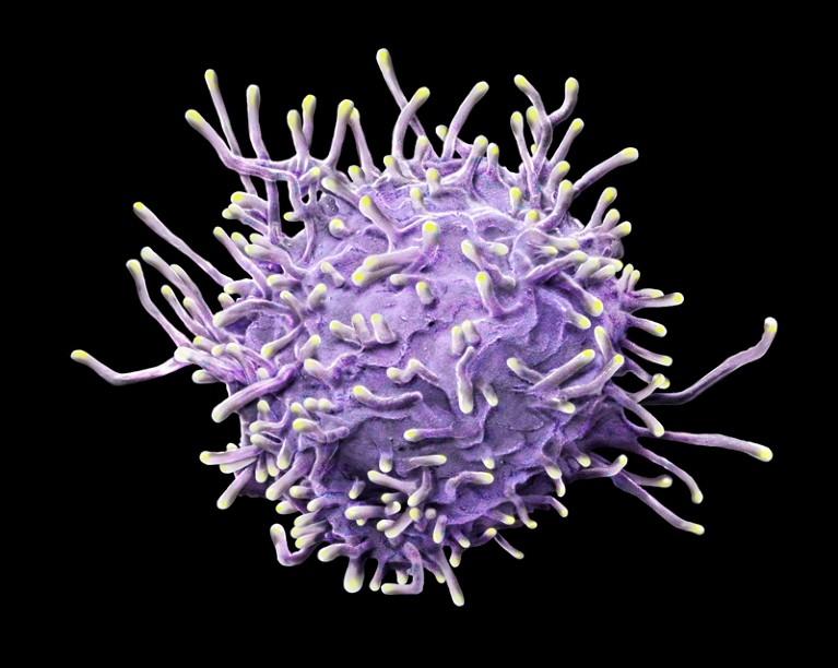Coloured scanning electron micrograph of an activated T lymphocyte