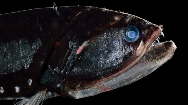 A captive elongated bristlemouth (Sigmops elongatus), a deep sea fish from the ocean off Cape Verde.