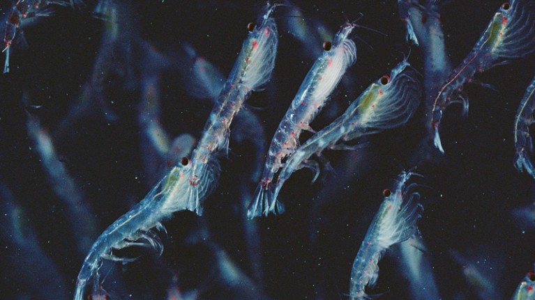 Antarctic Krill (Euphausia superba).