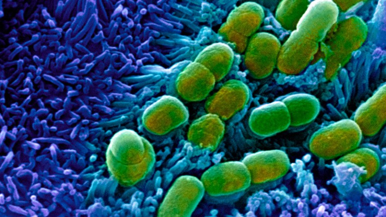 Coloured scanning electron micrograph (SEM) of Escherichia coli bacteria (green) taken from the small intestine of a child.
