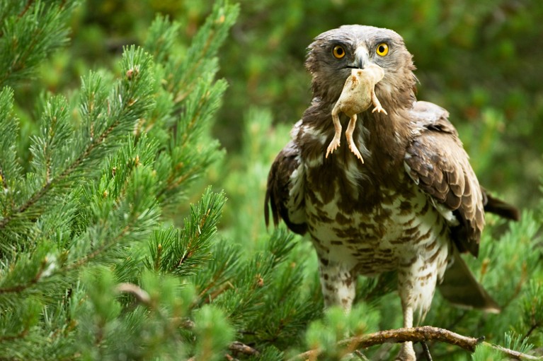 Short toed snake eagle with a toad, its prey, in its beak