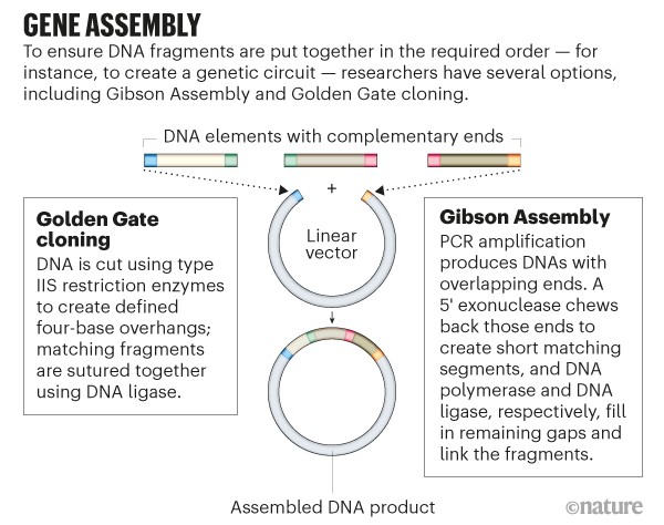 Gene Assembly. Graphic showing how the Golden Gate cloning and Gibson Assembly methods work.