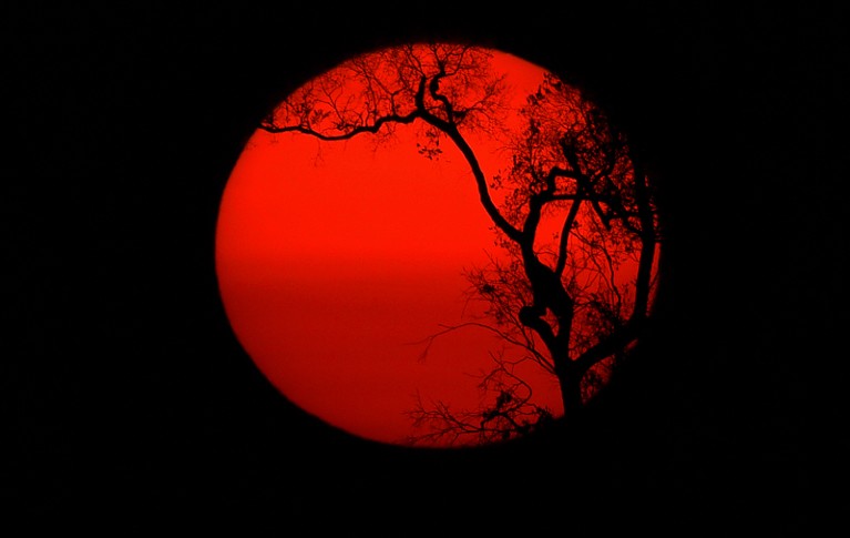 The setting sun appears as a bright red circle with the black silhouette of burnt tree against it