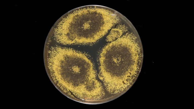 Brown fungus colonies growing in a Petri dish.