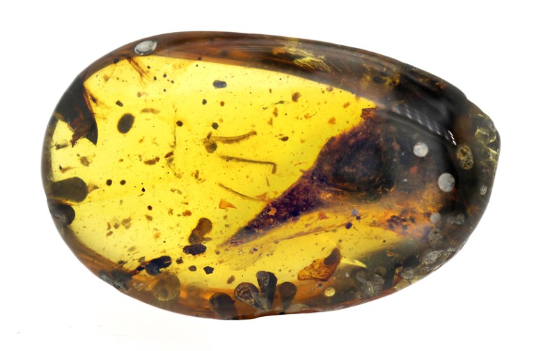 A skull of a dinosaur with a beak and large eyes, preserved in amber.