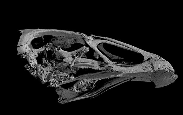 Three-dimensional image of Asteriornis maastrichtensis skull