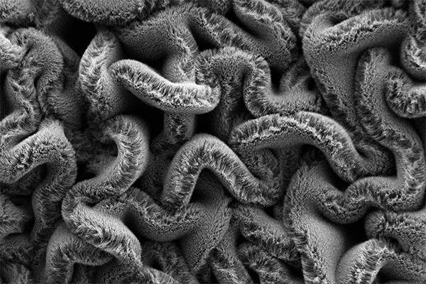 A jumble of carbon nanotubes that resembles spaghetti