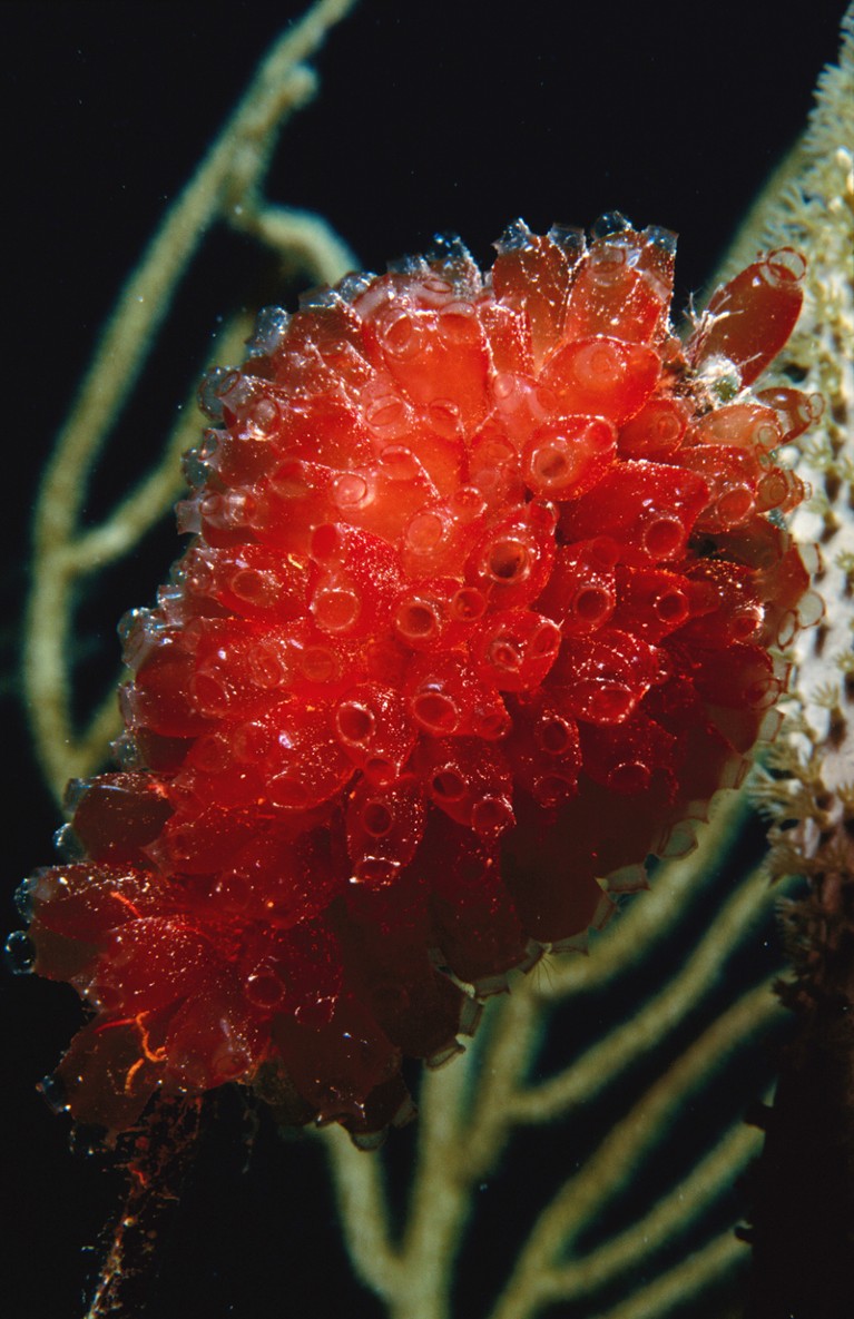 A red sea squirt growing underwater