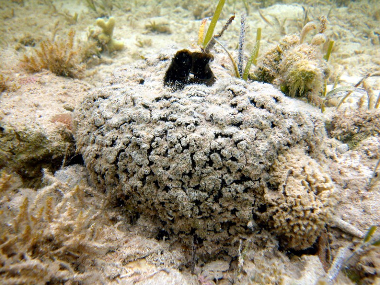 A sand coloured sponge, Tectitethya crypta, on the sea floor