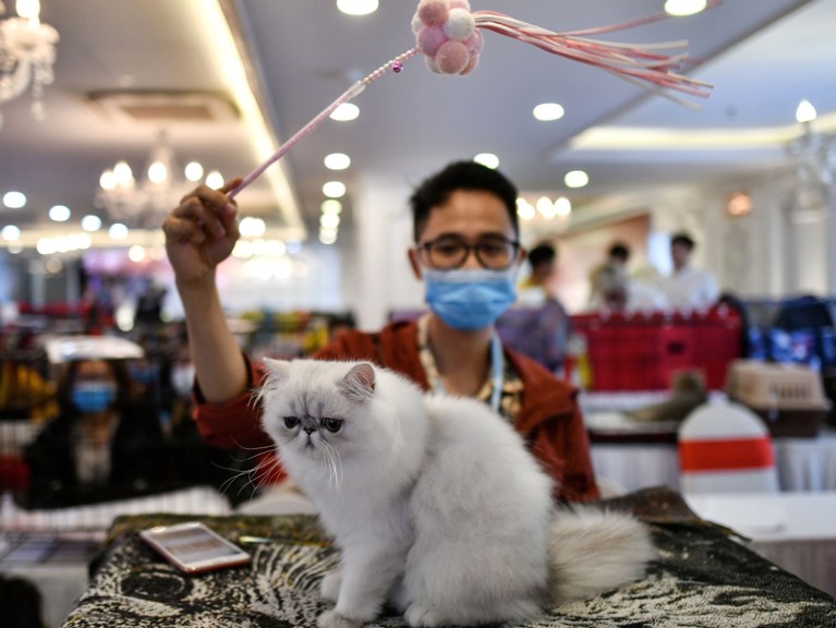 A man wearing a face mask waves a toy over a Persian cat at a cat show in Vietnam
