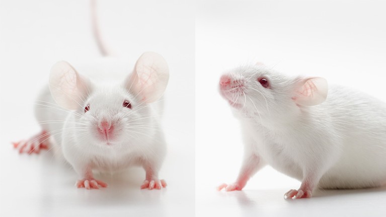 Close up of two mice.