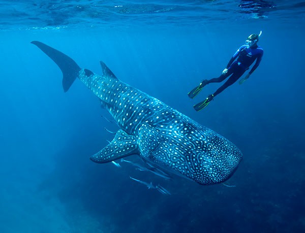 Researcher Mark Meekan swims underwater with a large whale shark