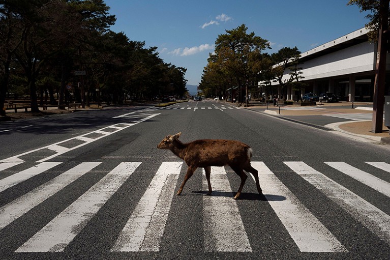 A deer walks across a pedestrian crossing void of people or cars in Nara, Japan