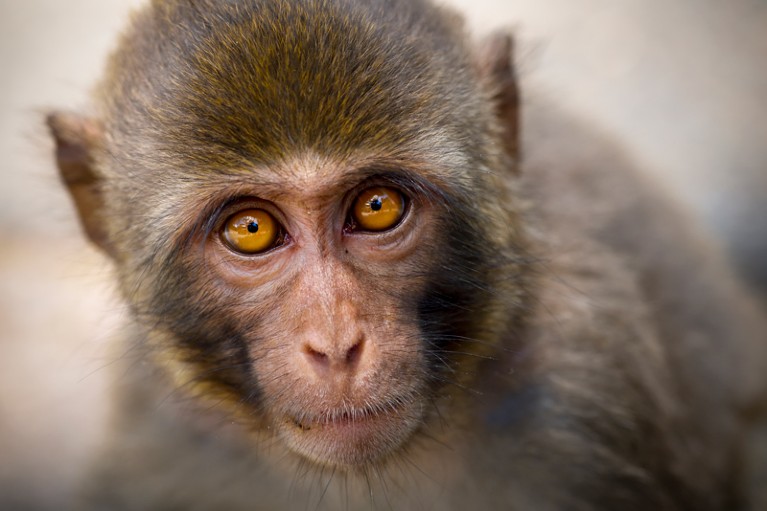 A monkey looks into the camera.
