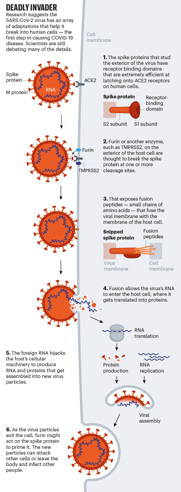 Size Comparison Chart Including RBCs, WBCs, Coronavirus and Bacteria :  r/sciencememes