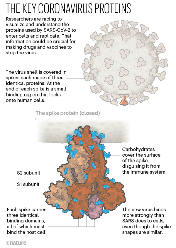 A graphic that shows the key coronavirus proteins and the structure of the closed spike protein.