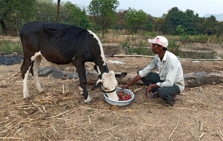 A farmer in India feeding a cow a bowl of strawberries