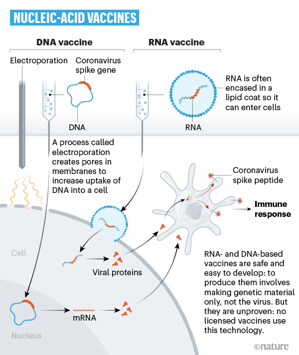 A graphic that shows how coronavirus genetic material can be used in a vaccine.
