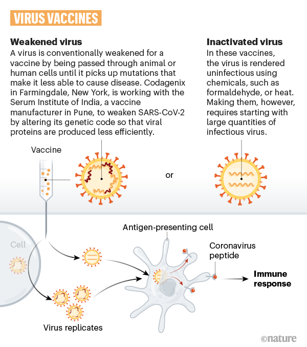 A graphic that shows how weakened or inactivated coronavirus can be used in a vaccine.