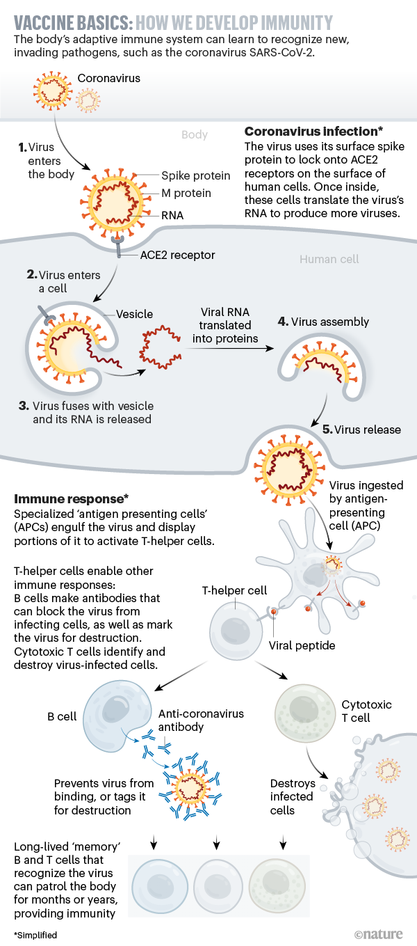 A graphic that shows how the body develops immunity to coronavirus.