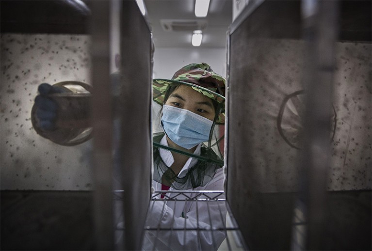 A lab technician wears a protective mask as she pushes a gloved hand into a box containing mosquitoes