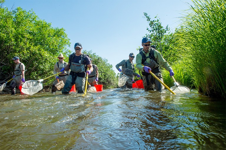 A team of reserachers wade in a river wielding fish nets