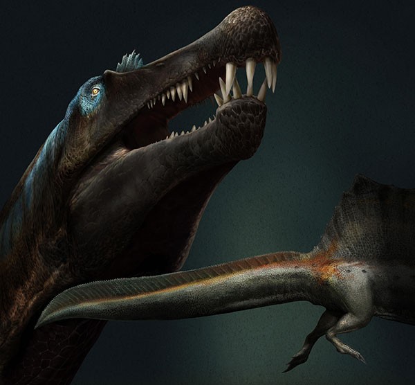 Artist's impression of a Spinosaurus head and tail