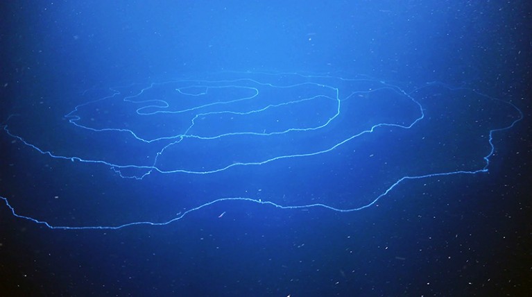 A massive gelatinous string siphonophore which the crew estimates it to be 120+ meters in total length was discovered