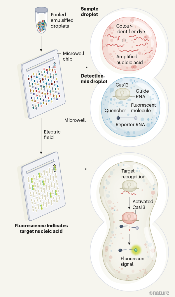 CRISPR tool scales up to interrogate a huge line-up of viral suspects