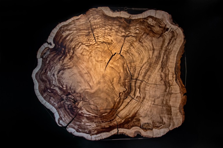 Cross cut of 375 year old Montezuma bald cypress