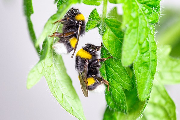 Bumblebees bite plants to force them to flower