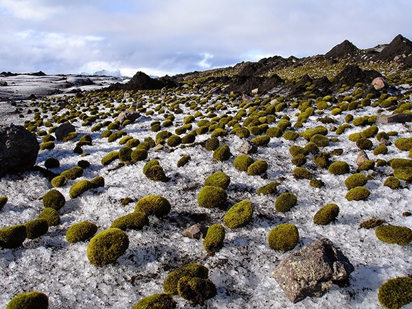Many small balls of moss rest atop a field of ice.