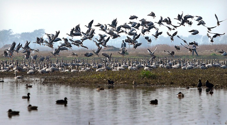 Hundreds of Bar-headed Geese migrate from Tibet and Central Asia during winter