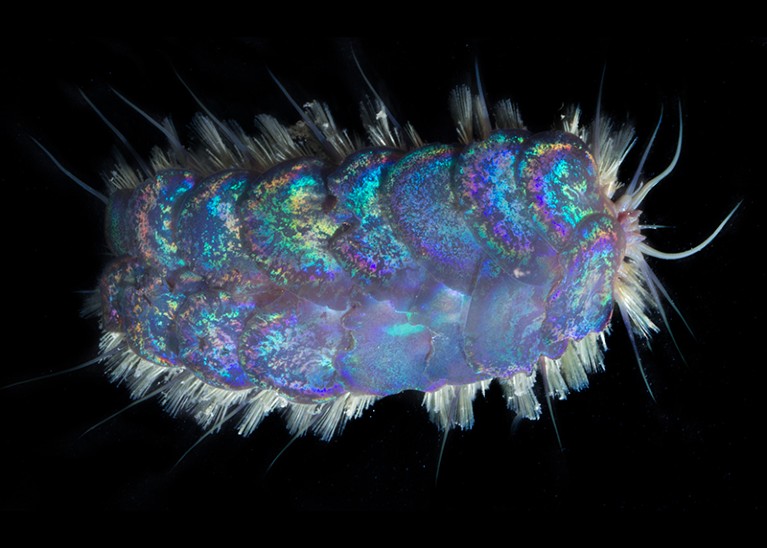 A new species of scaleworm, Peinaleopolynoe orphanae, one of several new species nicknamed Elvis worms