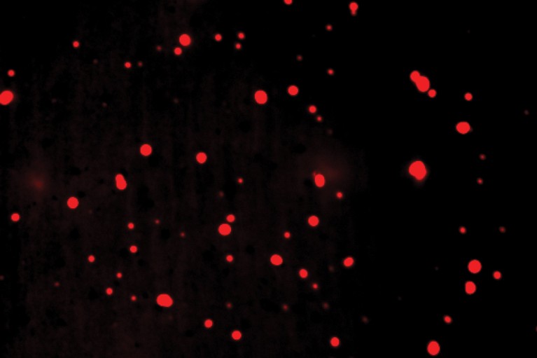 Irregular red dots on a black background.