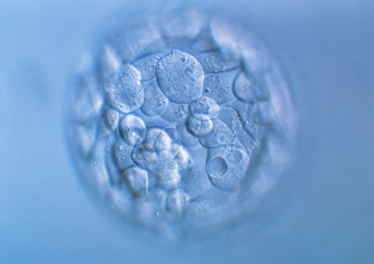 Light micrograph of a human embryo at the blastocyst stage.