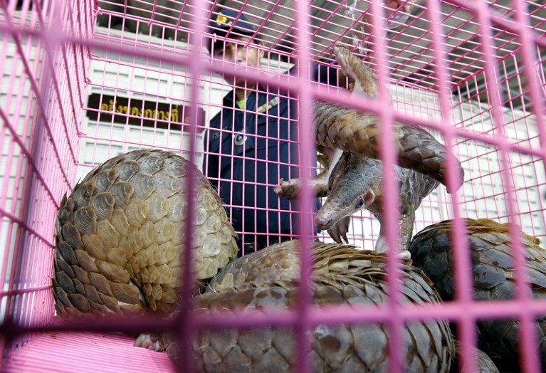 A Thai customs officer pours water over four pangolins in a pink cage