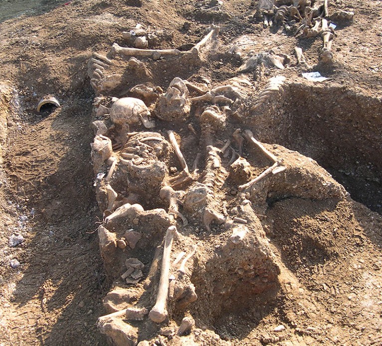 Excavated skeletons in the mass burial site in Oxford.