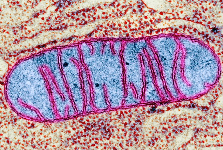 Mitochondrion, coloured transmission electron micrograph