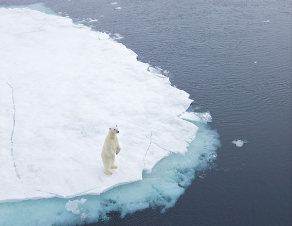 A polar bear stands on a sheet of ice